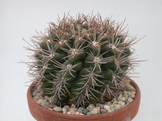 Gymnocalycium mostii VoS2283 s. of La Cumbre, Cordoba, ARG 