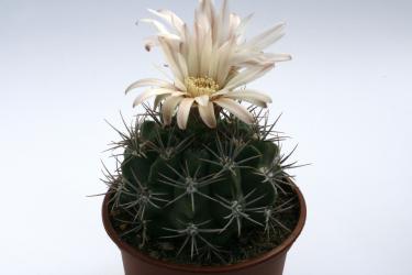 Gymnocalycium mostii P201 e. of Copina, Cordoba, ARG, 1200m 