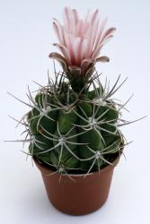 Gymnocalycium mostii VoS 2283 s. of La Cumbre, Cordoba, ARG 