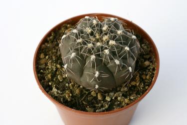 Gymnocalycium nataliae VoS14-1855 