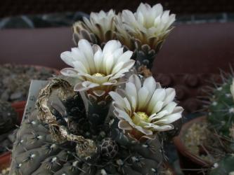Gymnocalycium occultum P131 Tres Puntes, Catamarca, ARG 