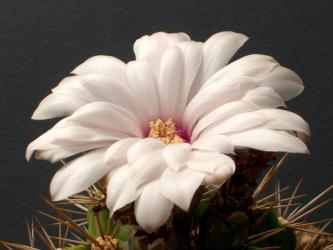 Gymnocalycium paediophilum 