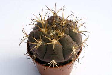 Gymnocalycium pampagrandense 