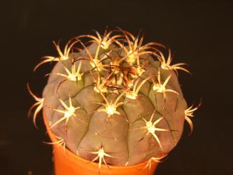 Gymnocalycium pampagrandense 