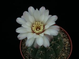 Gymnocalycium parvulum VoS895 Mina Clavero - Villa Rafael Benegas, Cordoba, ARG 