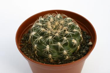 Gymnocalycium parvulum ssp. amoenum VoS891 w. of Panaholma, Cordoba, ARG, 1004m 