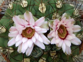 Gymnocalycium pflanzii 