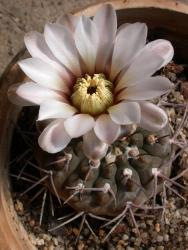 Gymnocalycium piltziorum P38 Sierra de Velasco, La Rioja, ARG 