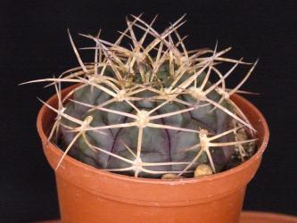 Gymnocalycium rhodantherum LB1312 n. of Campanas, La Rioja, ARG, 1560m 
