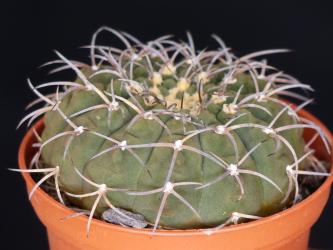 Gymnocalycium riojense ssp. guthianum BKS48/6 Embalse Los Sauces to Villa Sanagasta, La Rioja, ARG, 860m 