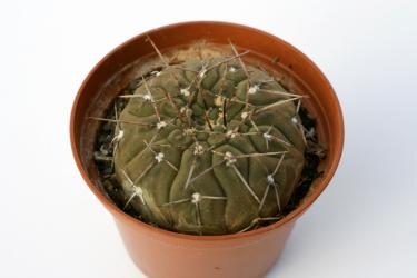 Gymnocalycium riojense ssp. mirandaense P222 Cuesta Miranda, La Rioja, ARG, 1300m 