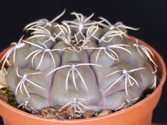 Gymnocalycium robustum VoS1411 s. of Quilino, Córdoba, ARG, 435m 