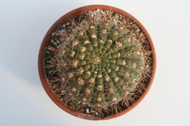 Gymnocalycium schatzlianum 