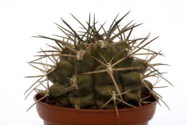 Gymnocalycium schickendantzii 