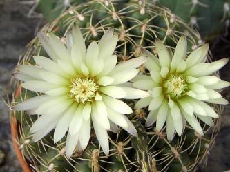 Gymnocalycium schroederianum 