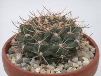 Gymnocalycium sutterianum 