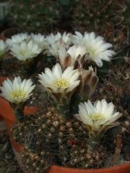 Gymnocalycium taningaense P212 Salsacate to Taninga, Cordoba, ARG, 950m 