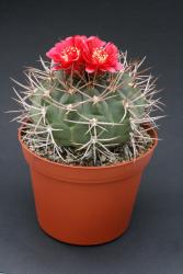 Gymnocalycium tillianum 