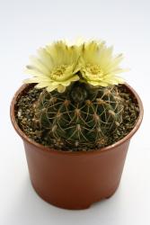 Gymnocalycium uruguayense 