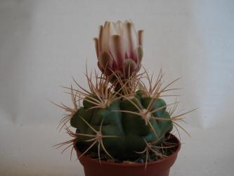 Gymnocalycium valnicekianum P38 