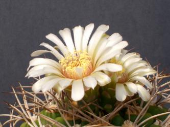 Gymnocalycium weissianum 