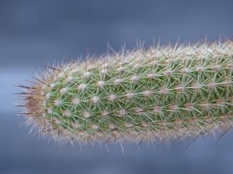 Haageocereus acranthus $ 