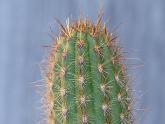 Haageocereus acranthus Rio Rimac, Peru 