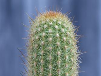 Haageocereus amstutziae Rimac, Rio Rimac 