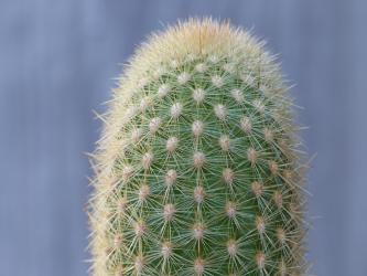 Haageocereus amstutziae Rio Rimac, Peru 