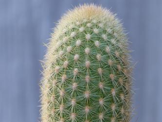 Haageocereus amstutziae Rio Rimac, Peru 