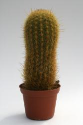 Haageocereus aureispinus 