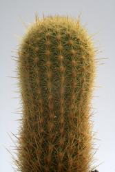 Haageocereus aureispinus Rio Chillon, 2000m 