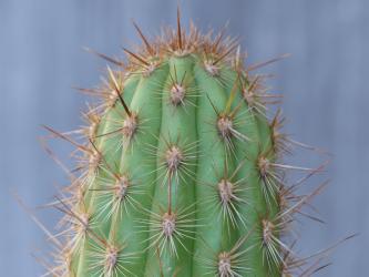 Haageocereus dichromus Churin, Peru 