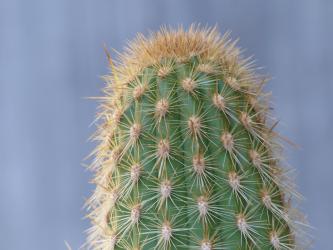 Haageocereus fortalezensis Rio Fortaleza, Peru, 1300m 