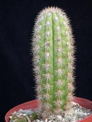 Haageocereus olowinskianus 