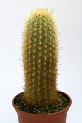 Haageocereus pectinatus 