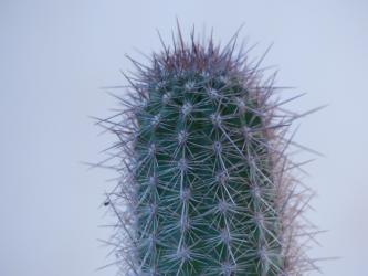 Haageocereus platinospinus $ 