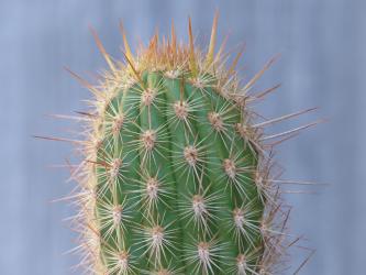 Haageocereus pseudoacranthus Rio Lurin, Peru, 1200m 