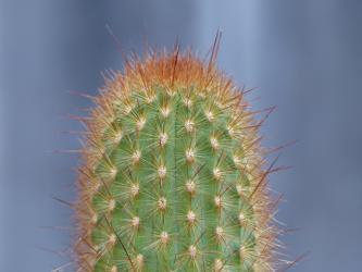 Haageocereus turbidus Peru 