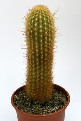 Haageocereus turbidus XCN0126 