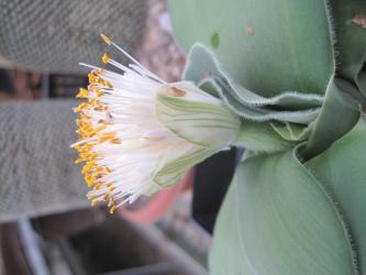 Haemanthus albiflos 