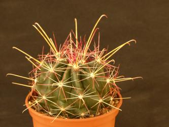 Hamatocactus hamatacanthus v. longihamatus 
