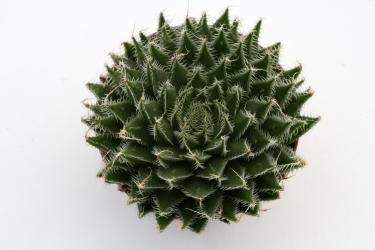 Haworthia arachnoidea 