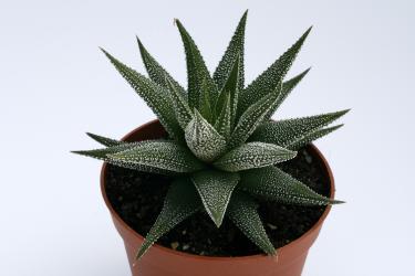 Haworthia attenuata v. britteniana % 