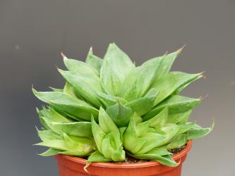 Haworthia cymbiformis Hybride 