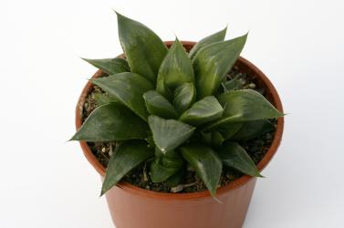 Haworthia fouchii 