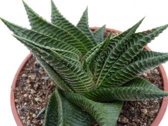 Haworthia limifolia 