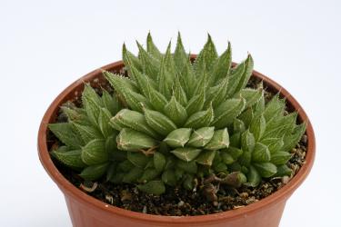 Haworthia willowmorensis 