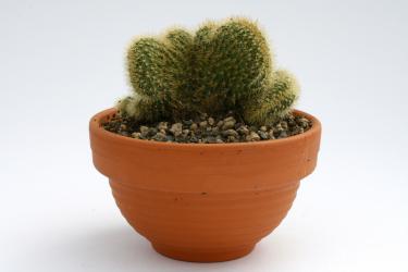 Hildewintera aureispina f. cristata 