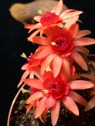 Hildewintera Helms Neue 